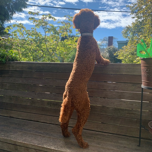 Meet your Posher, Ana - Picture 3 of 7